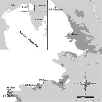 Frontiers | Where and how - new insight for brown algal forest